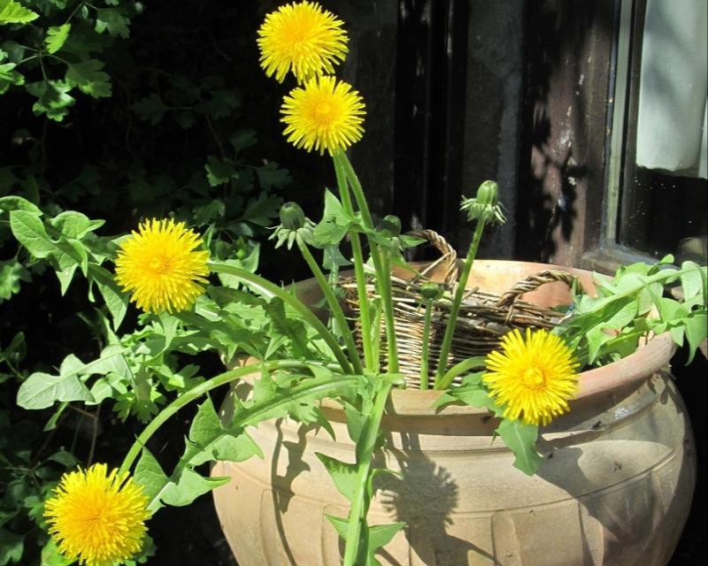 20250628_033038_nat-rn-terrain-668_photo_nature-fleurs 301 pissenlit dans mon pot - ma photo IMG_4608.jpg